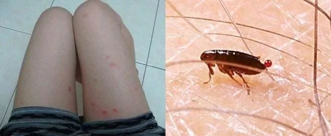 猫咪生病了怎么办？看这篇内容就够了