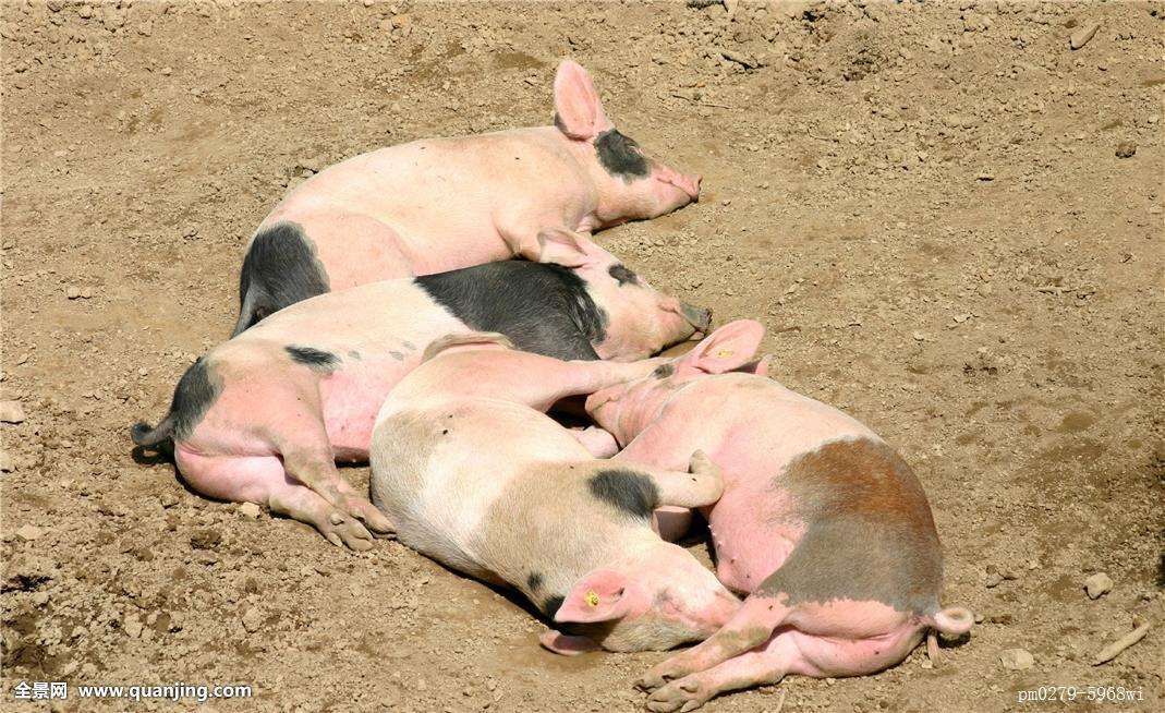 猪子宫脱出的症状有哪些,直肠息肉脱出什么症状