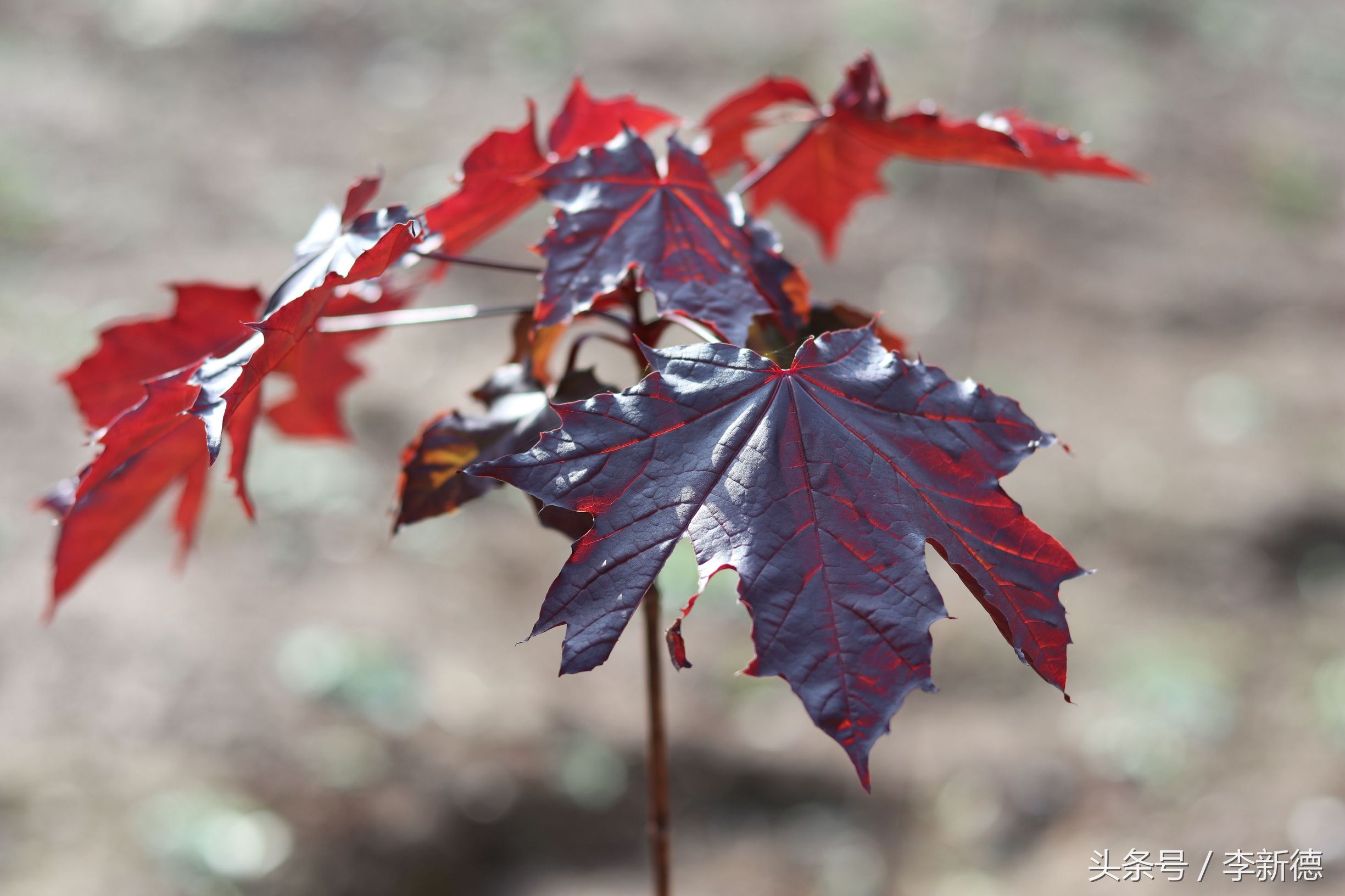 带着佳能相机去旅游图片,带着佳能r10去旅游