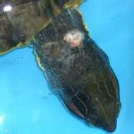 总结一些小病的治疗方法