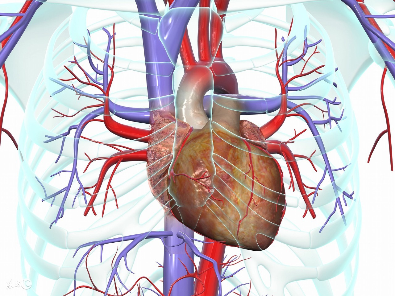 心脏增大怎么医,心脏扩大最佳方法