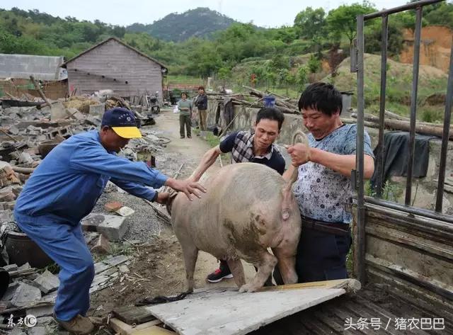 育肥猪毛粗毛长长势慢,育肥猪身体发白生长慢
