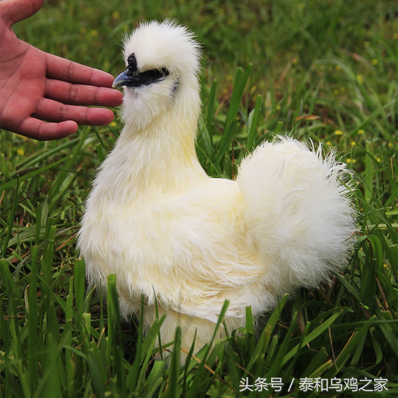 乌鸡的防病用药,乌鸡吃什么饲料