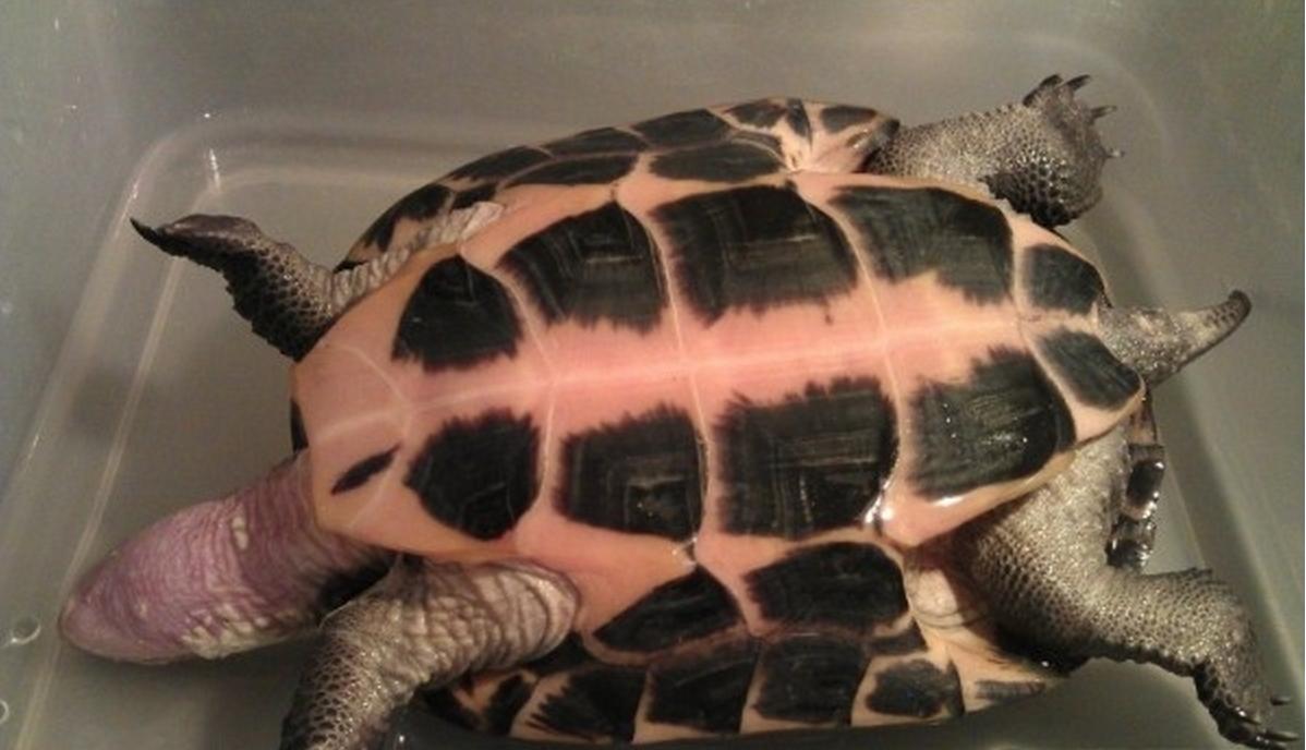 总结一些小病的治疗方法