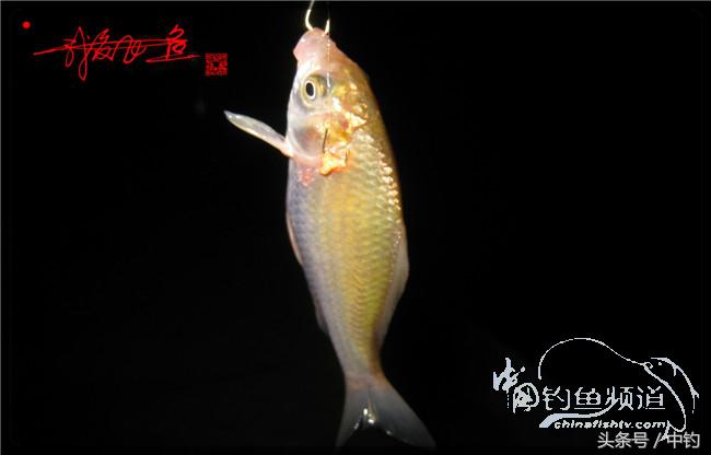 鱼口稀什么意思,鱼口又轻又慢