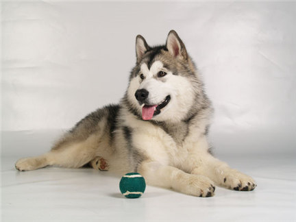 阿拉斯加缺钙严重,阿拉斯加雪橇犬缺钙怎么办