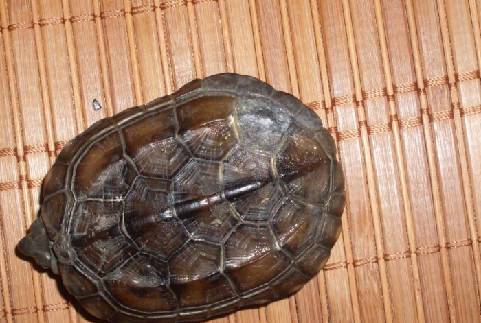 总结一些小病的治疗方法