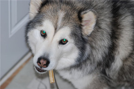 阿拉斯加缺钙严重,阿拉斯加雪橇犬缺钙怎么办