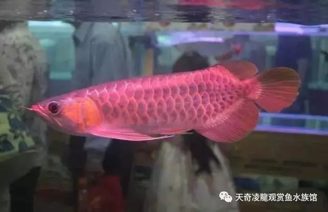 同缸龙鱼打架,怎么才能解决龙鱼打架