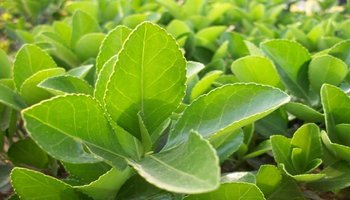 感冒发烧特效穴位,治疗儿童感冒发烧的特效方