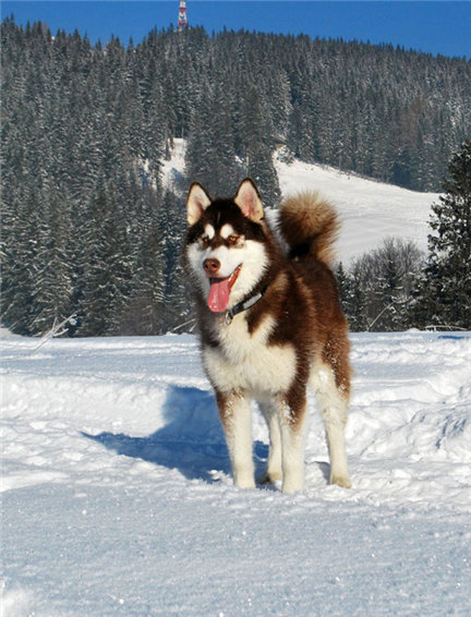 阿拉斯加缺钙严重,阿拉斯加雪橇犬缺钙怎么办