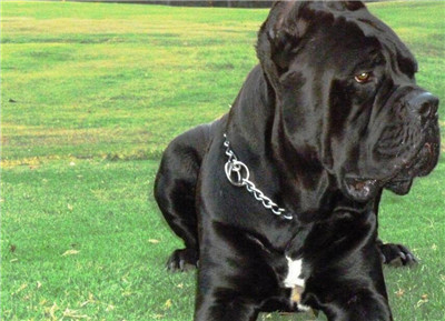 卡斯罗适合多大洗澡,怎么给卡斯罗洗澡