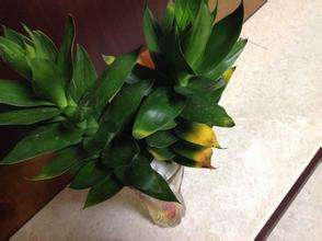 观音竹叶子发黄怎么救还能变青吗,文竹叶子发黄怎么养花