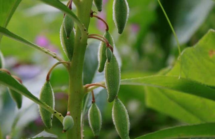 中药急性子的最新用途,中药急性子的副作用