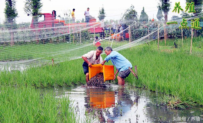 泥鳅人工繁殖用什么药,泥鳅的自然繁殖是怎样的