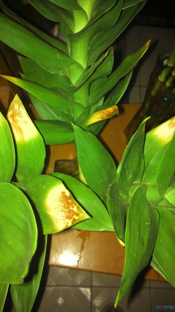 观音竹叶子发黄怎么救还能变青吗,文竹叶子发黄怎么养花