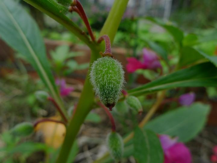 中药急性子的最新用途,中药急性子的副作用