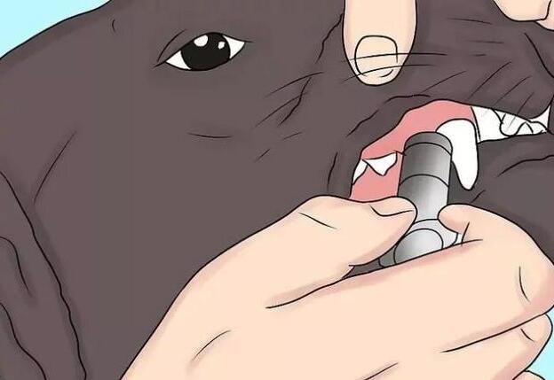 如果狗狗误食塑料怎么办,当狗狗误食了巧克力