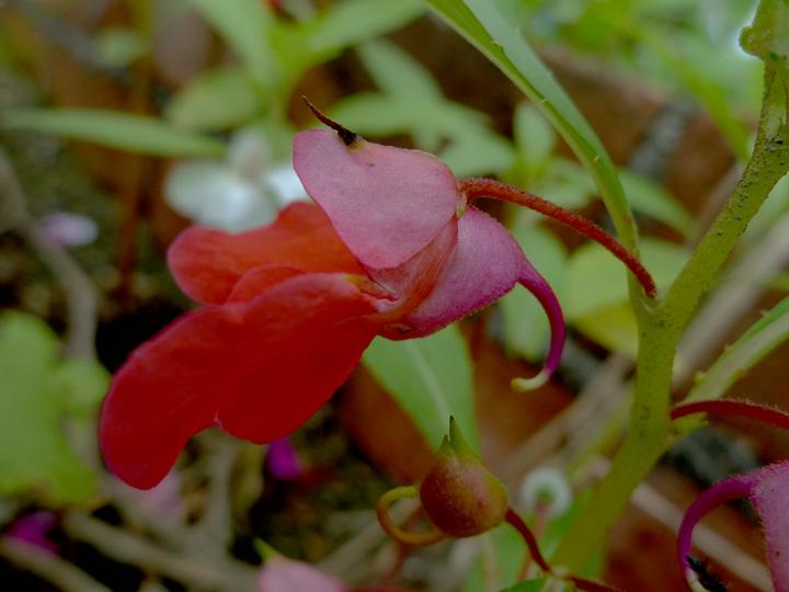 中药急性子的最新用途,中药急性子的副作用