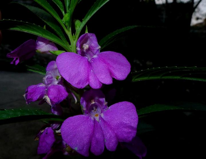 中药急性子的最新用途,中药急性子的副作用