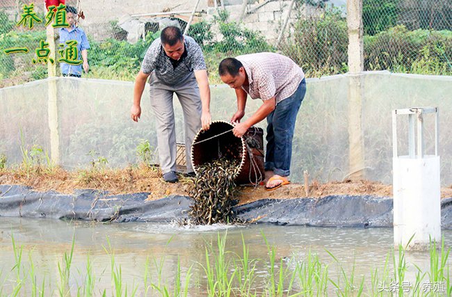 泥鳅人工繁殖用什么药,泥鳅的自然繁殖是怎样的