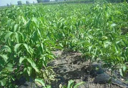 大农业今天行情,大农圈新闻