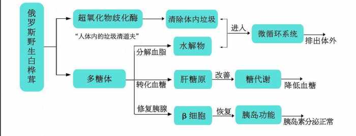 桦褐孔菌的降糖妙用，你不知道吧！
