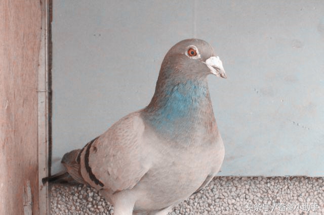 鸽子饮水有讲究，你做到了吗？