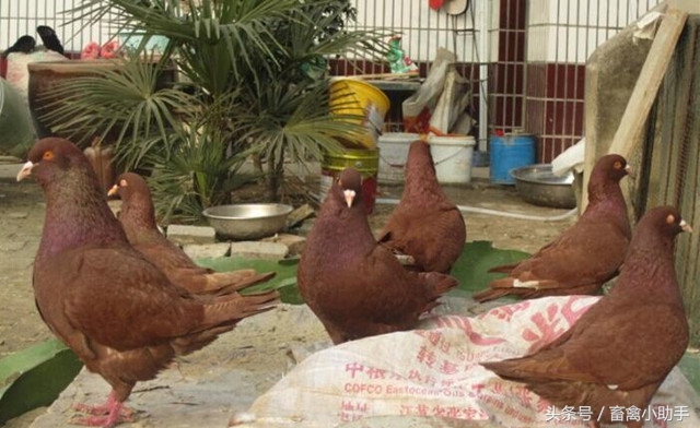 鸽子饮水有讲究，你做到了吗？