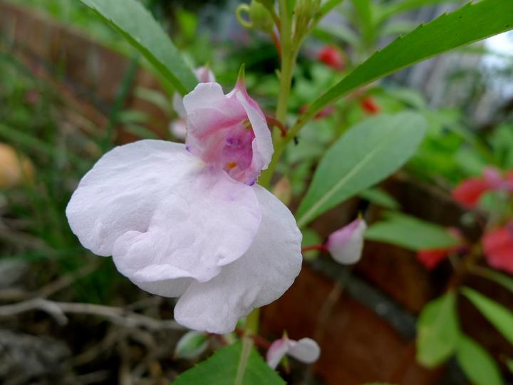 中药急性子的最新用途,中药急性子的副作用