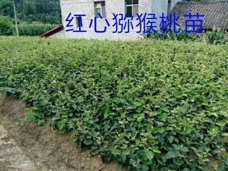 大农业今天行情,大农圈新闻