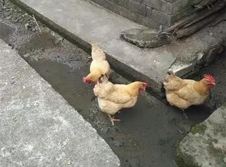 大农业今天行情,大农圈新闻