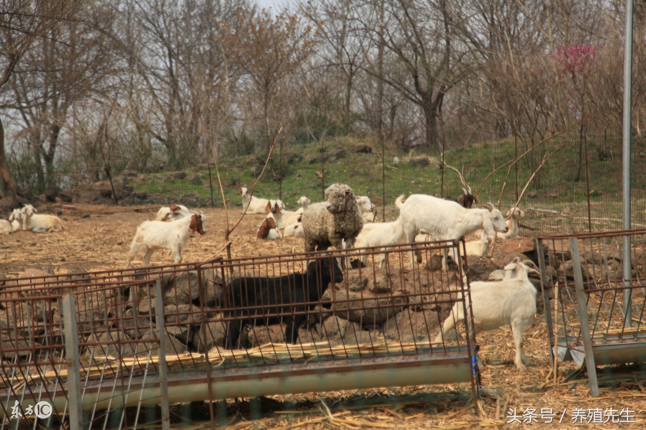 十大巨型白山羊品种排行榜,白山羊简介图片
