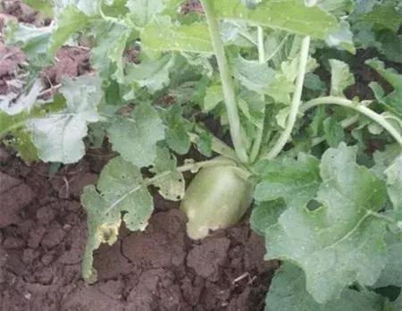 大农业今天行情,大农圈新闻