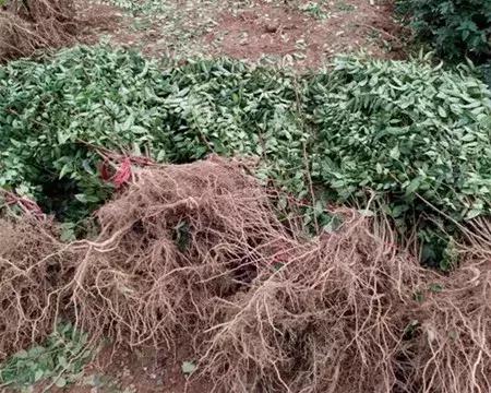 大农业今天行情,大农圈新闻