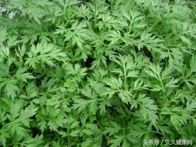 狐臭冬天怎么护理最好,冬天狐臭根除最好方法