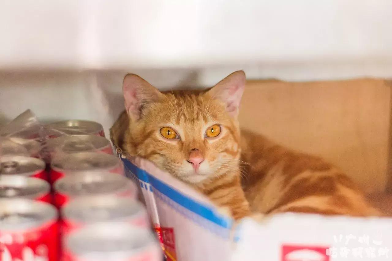 拉肠界的冈本001，吃完真系翻唔到转头！