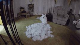 萨摩耶一年洗几次澡,萨摩耶的传说完整版