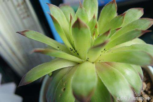 家里种的植物有虫子怎么办,家里的植物长虫了但不想喷农药