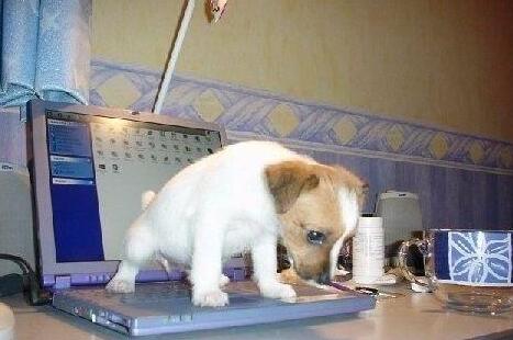 狗狗老在门口尿尿怎么对付,狗狗老是在家尿尿怎么办