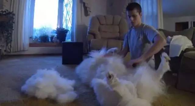 萨摩耶一年洗几次澡,萨摩耶的传说完整版