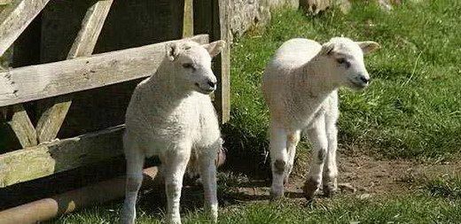 母羊难产怎么解决问题,造成母羊难产的原因及解决方案