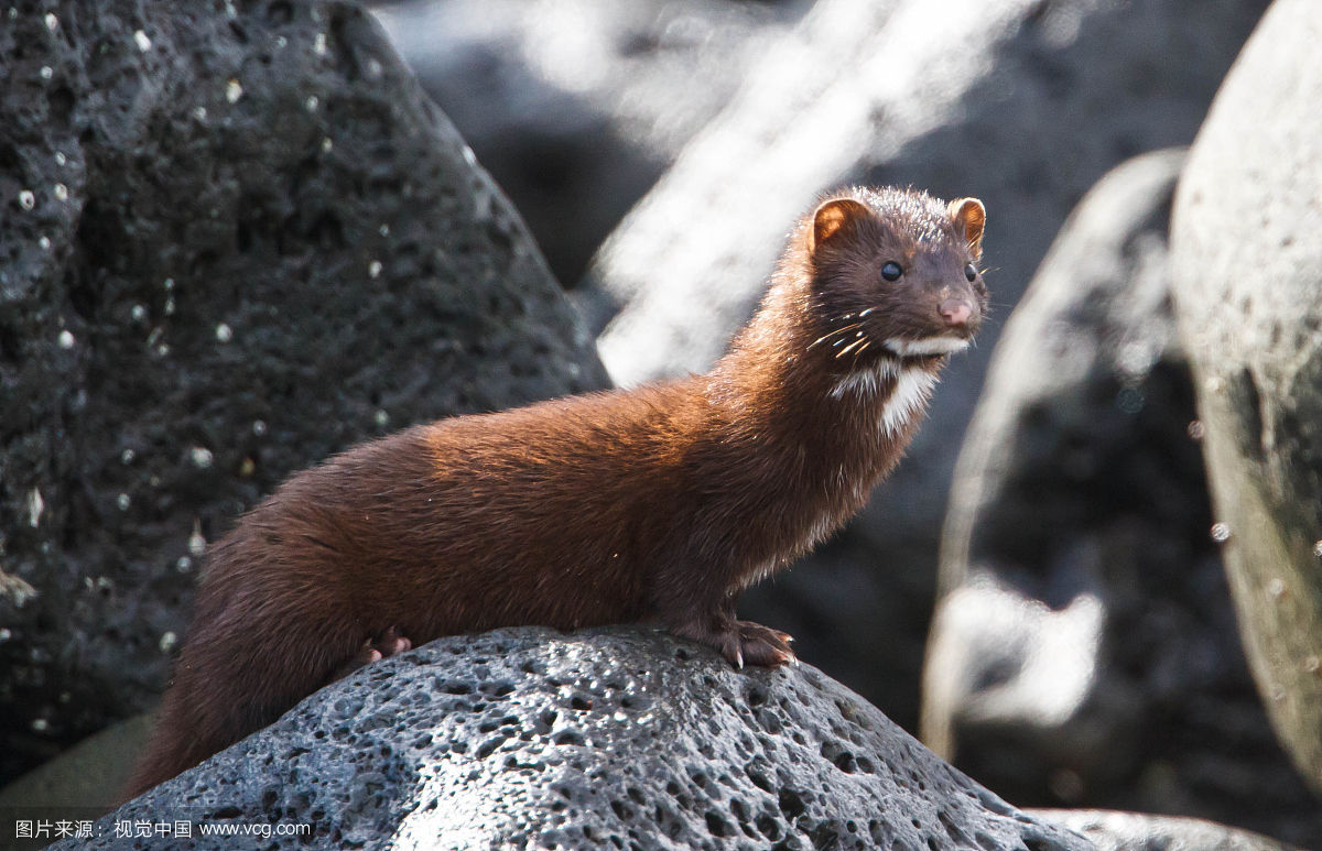 水貂养多久能繁殖,宠物水貂繁殖