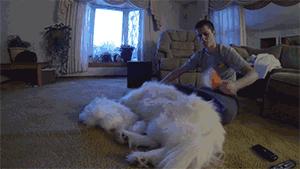 萨摩耶一年洗几次澡,萨摩耶的传说完整版