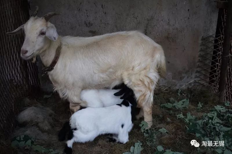 无锡哪里羊肉汤最正宗,无锡比较好的羊肉汤店