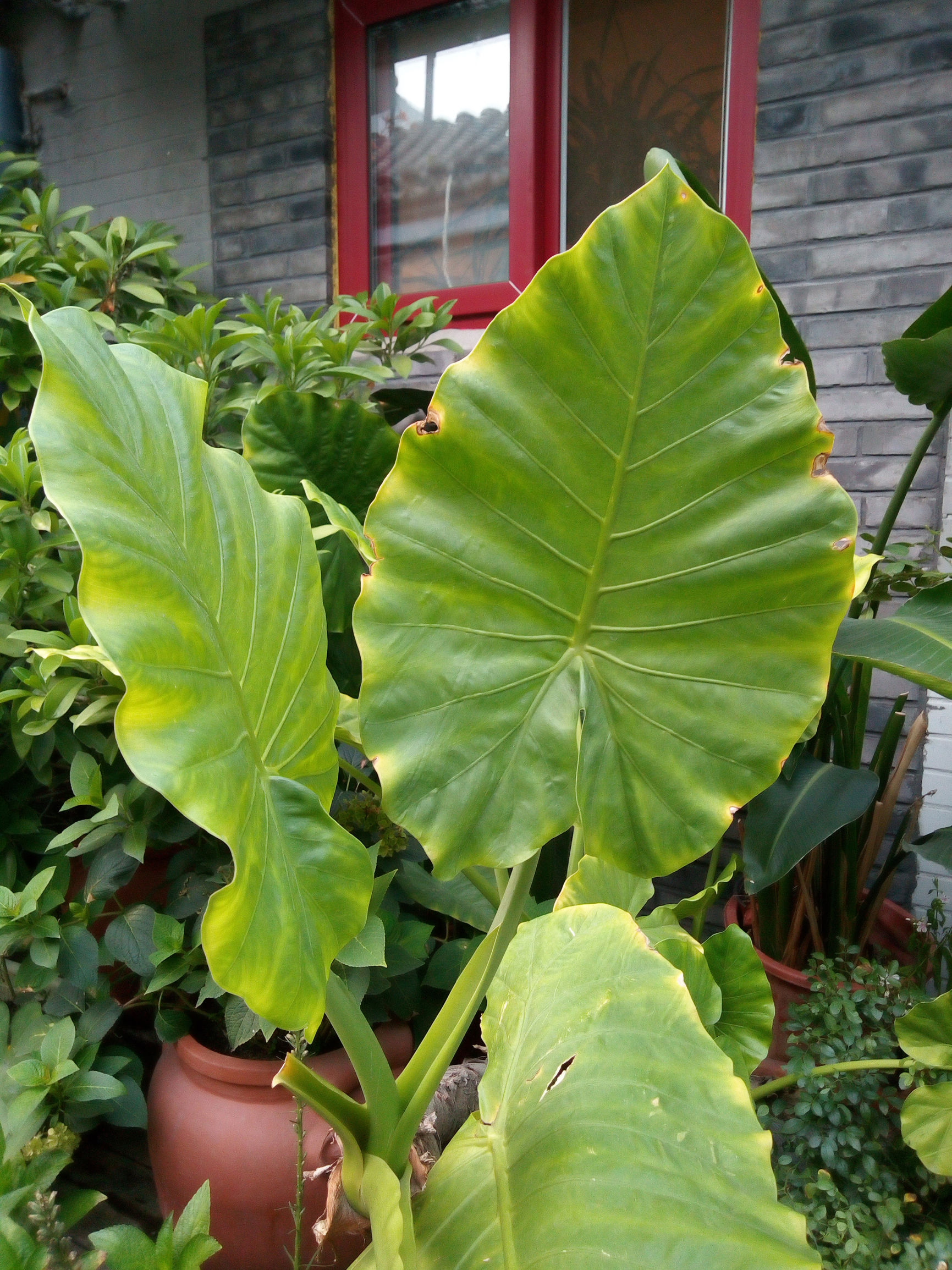 国美gomek1手机评测,gome国美手机测评