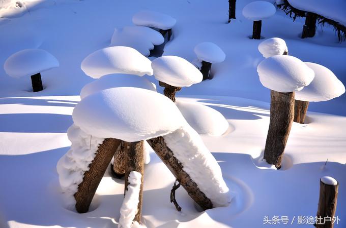 哈尔滨雾凇岛一日游,哈尔滨雪乡雾凇岛攻略