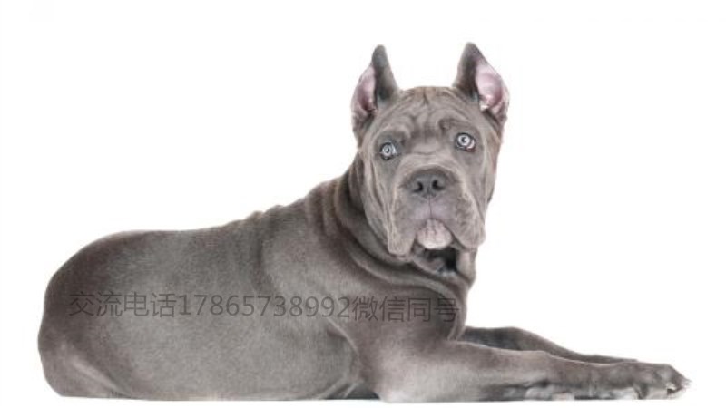 卡斯罗适合多大洗澡,怎么给卡斯罗洗澡