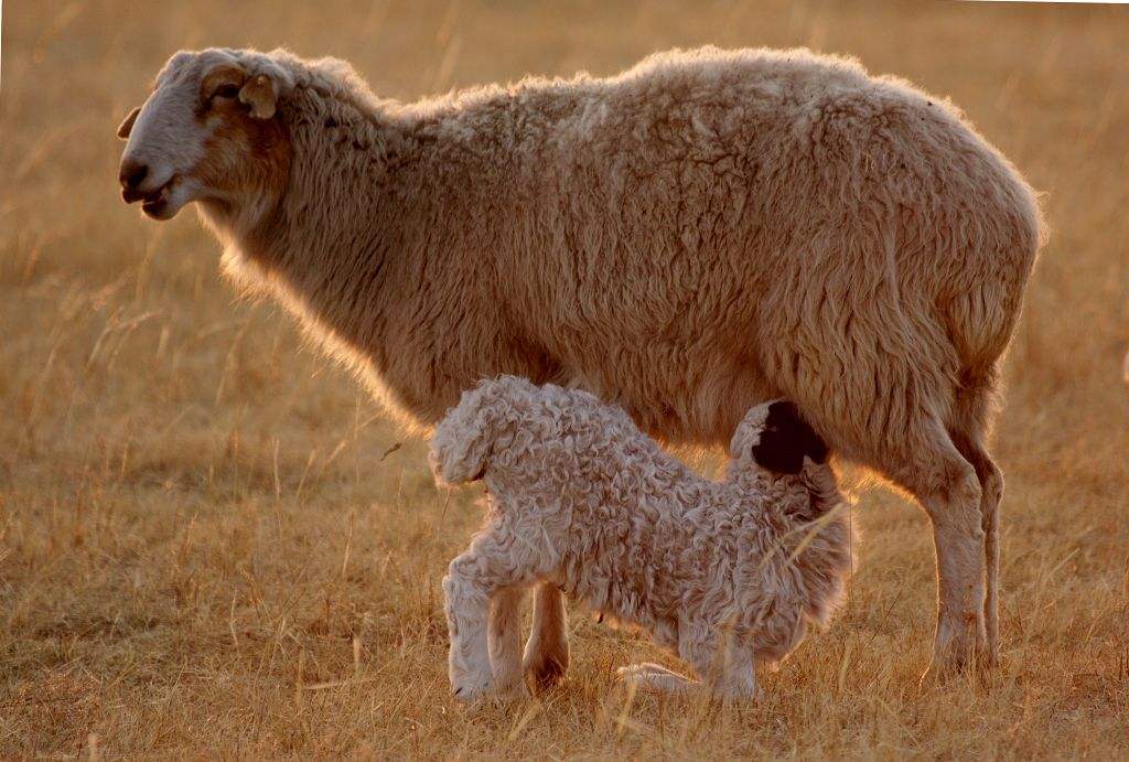 母羊难产怎么解决问题,造成母羊难产的原因及解决方案