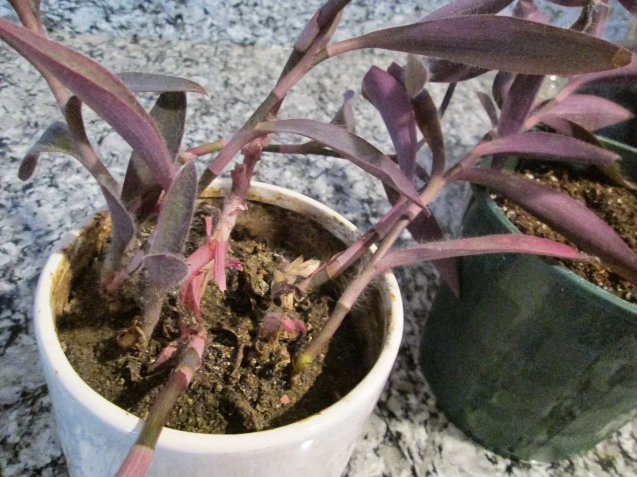 盆栽为什么换土,盆栽土壤结块不换盆的解决方法